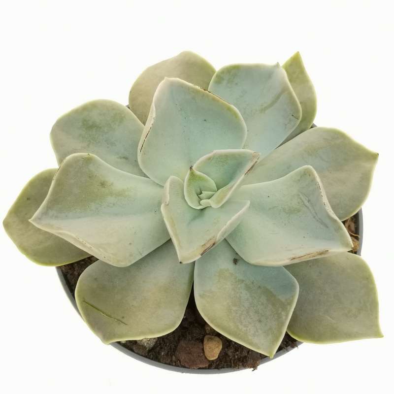 Echeveria 'Rodolfi' 10 cm. | Crassulaceae - Giromagi vendita piante grasse