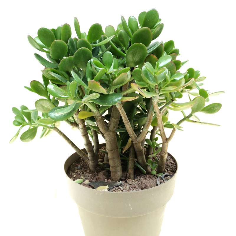 Crassula ovata 25 cm. | Crassulaceae - Giromagi vendita piante grasse