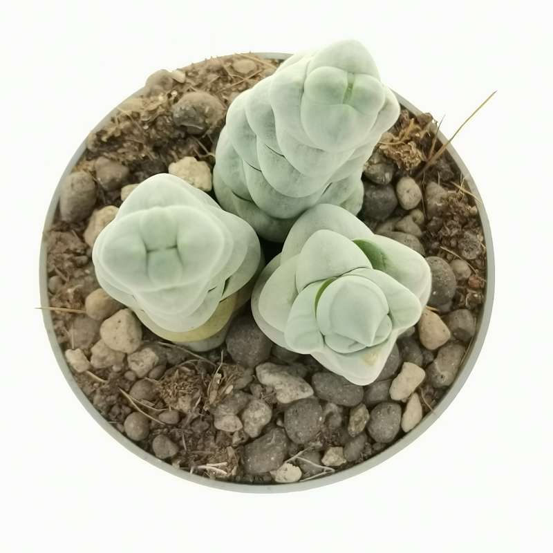 Crassula plegmatoides 6,5 cm. | Crassulaceae - Giromagi vendita piante ...