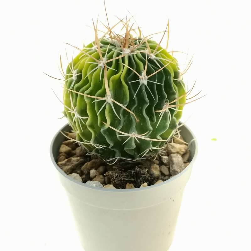 Echinofossulocactus kellerianus f. variegata 6,5 cm. | Cactaceae ...