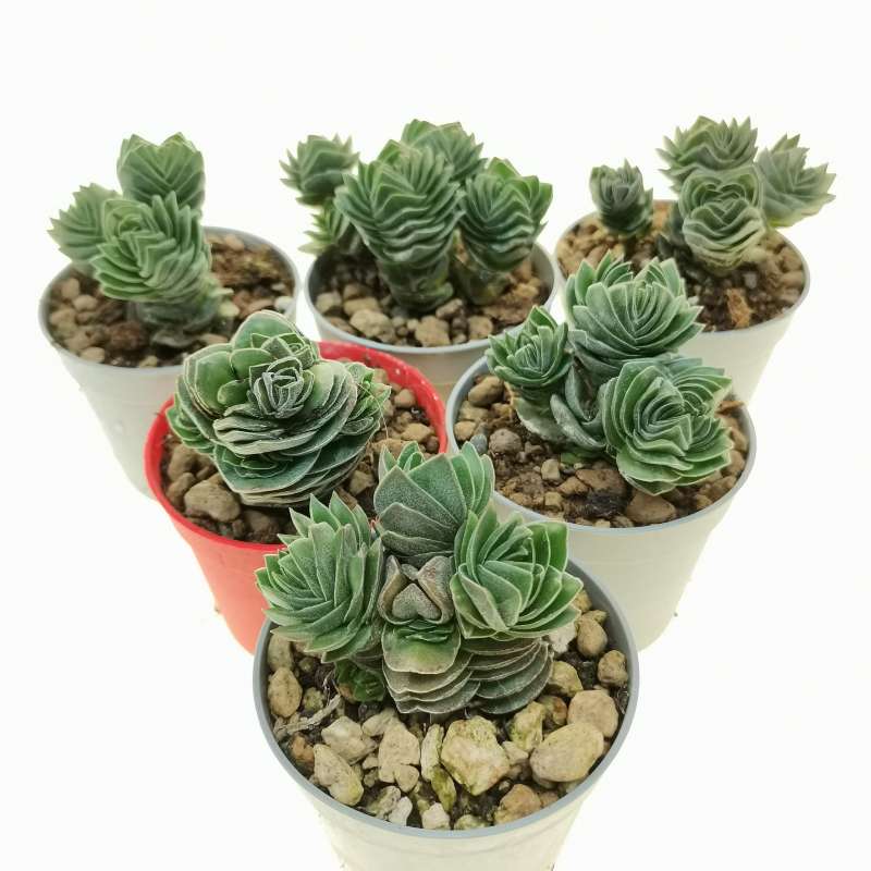 Crassula 'Buddha's Temple' 6,5 cm. | Crassulaceae - Giromagi vendita ...