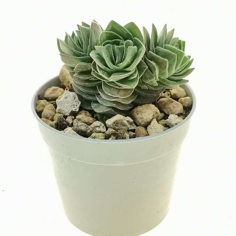 Crassula 'Buddha's Temple' 6,5 cm. | Crassulaceae - Giromagi vendita ...