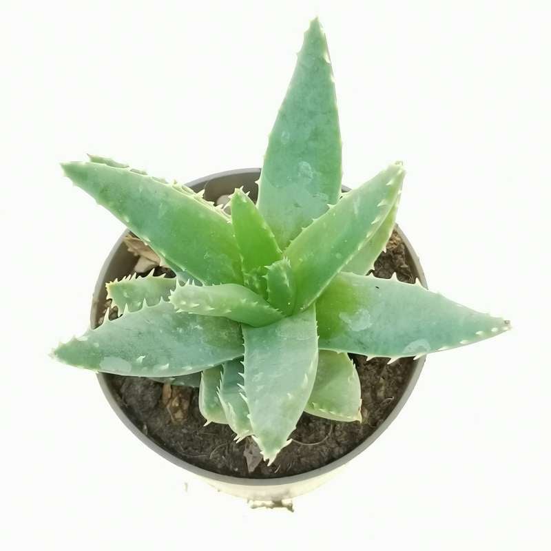 Aloe Brevifolia 6.5 Cm. | Aloaceae - Giromagi Vendita Piante Grasse