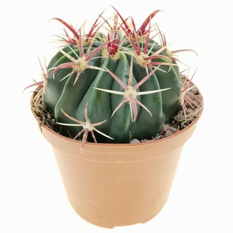 Ferocactus macrodiscus 10 cm. | Cactaceae - Giromagi vendita piante grasse