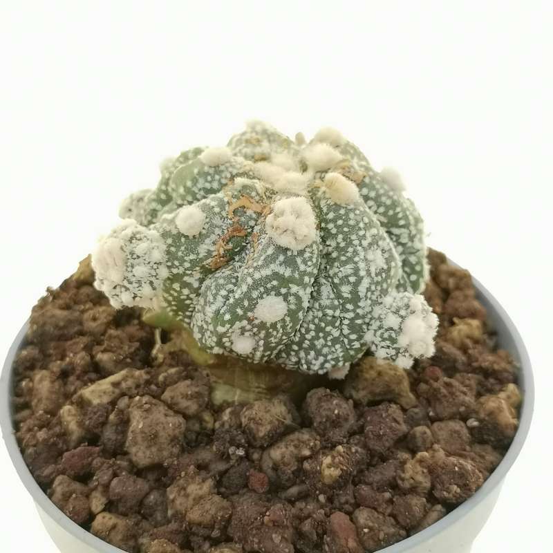 Astrophytum asterias hybrid (cv. Mamma Kikko) (CITES) - Giromagi