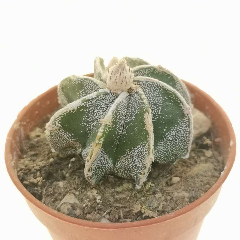 Astrophytum myriostigma cv. Haku-jo Hakuun 5,5 cm. | Cactaceae ...