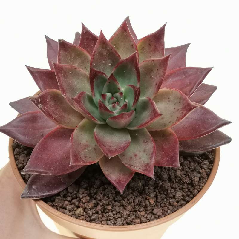 Echeveria agavoides 'Atlas ' 17 cm. | Crassulaceae - Giromagi vendita ...