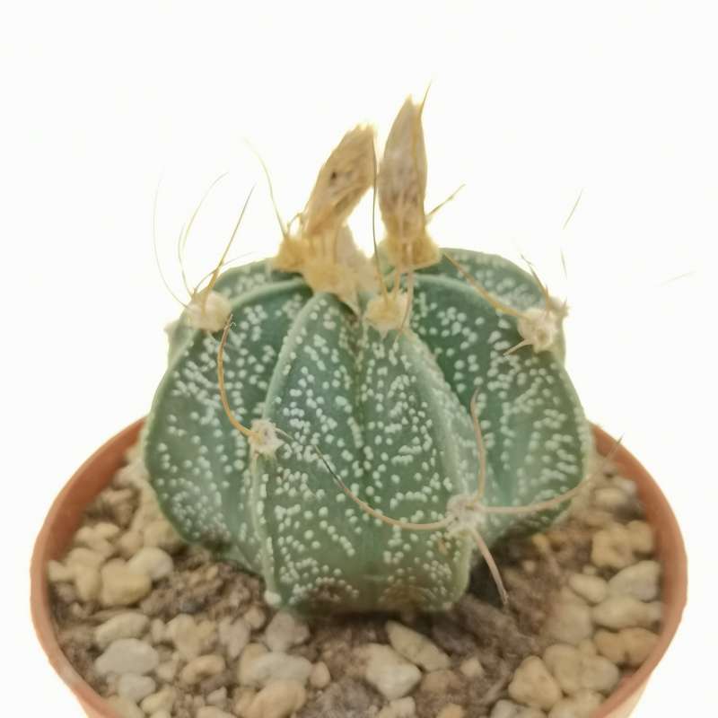 Astrophytum capricorne subs. senile 10 cm. | Cactaceae - Giromagi ...