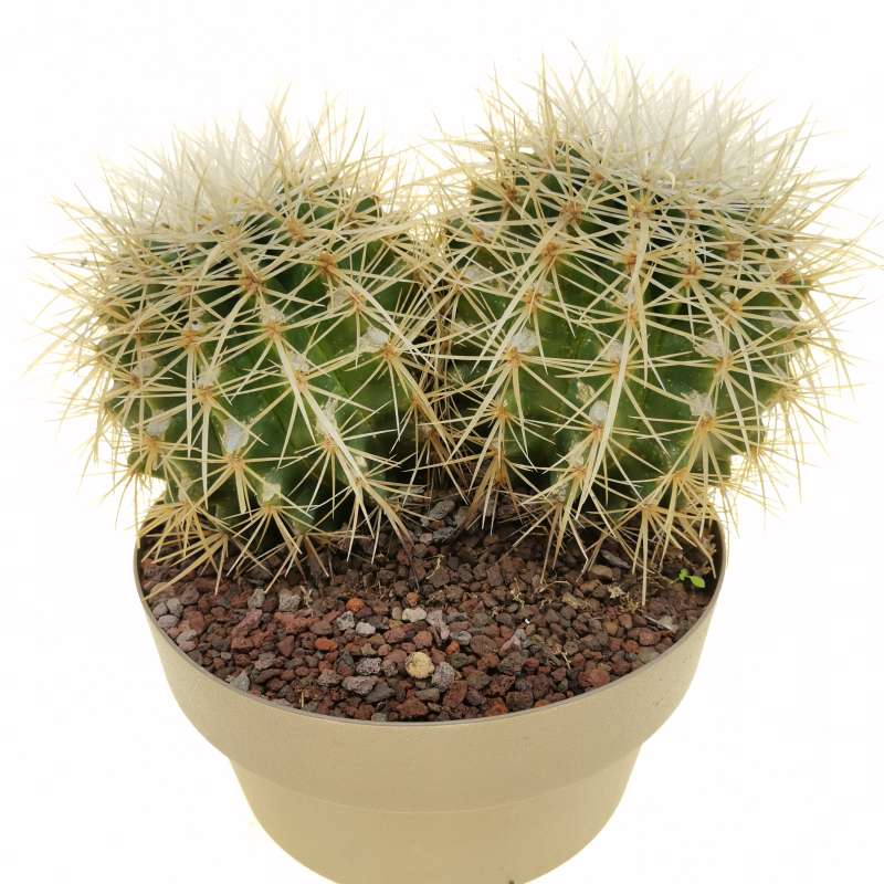 Echinocactus grusonii var. albispinus 20 cm. | Cactaceae - Giromagi ...