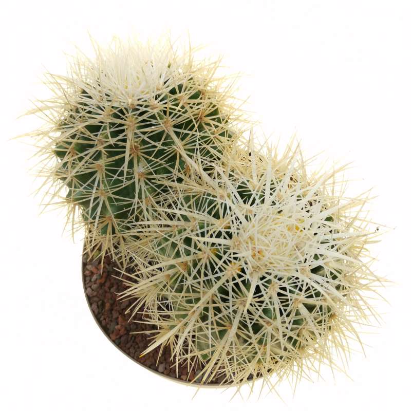 Echinocactus grusonii var. albispinus 20 cm. | Cactaceae - Giromagi ...