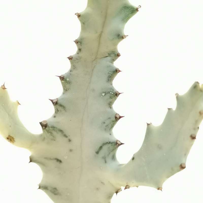 Euphorbia lactea cv. White Ghost - Giromagi