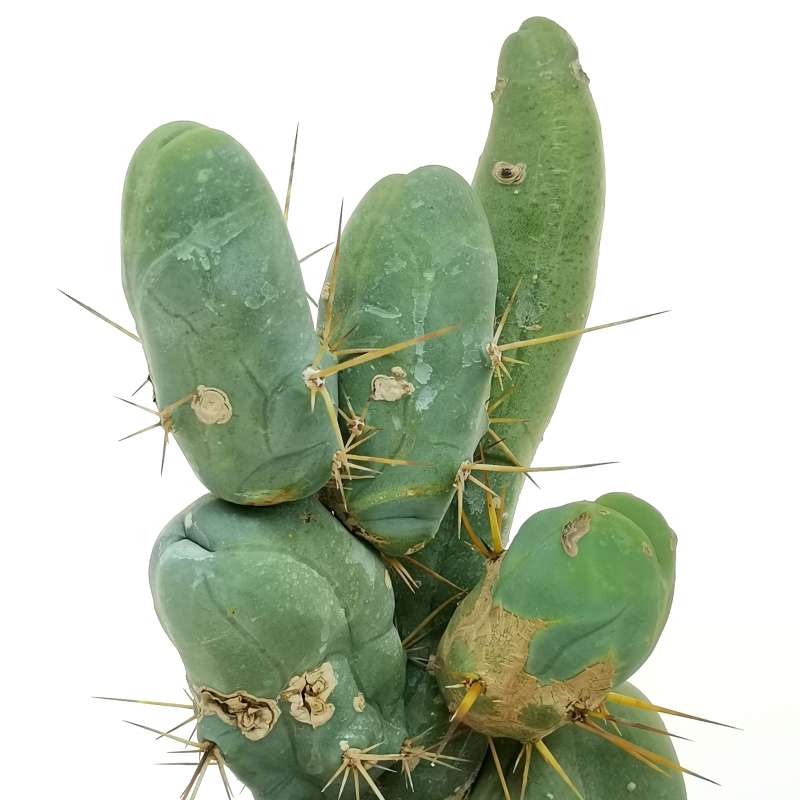 Trichocereus bridgesii f. mostruosa 20 cm. | Cactaceae - Giromagi ...