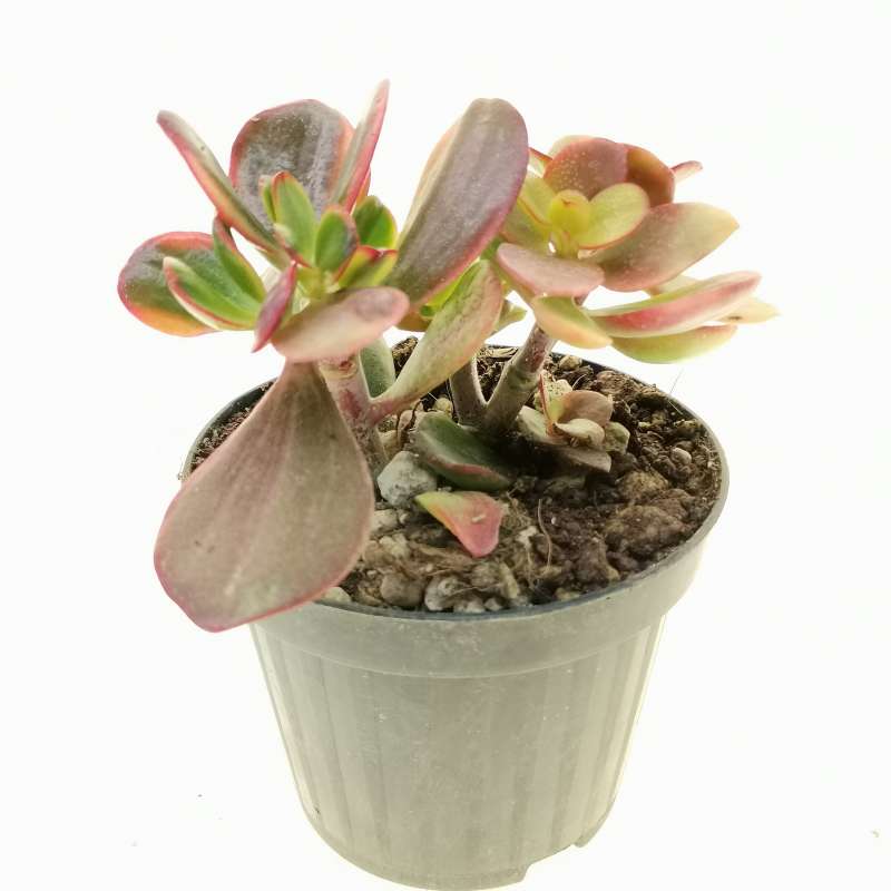 Crassula ovata 'Sunset magic' 10 cm. | Crassulaceae - Giromagi vendita ...