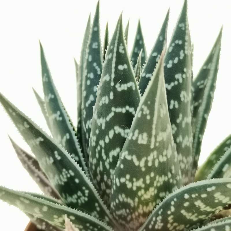 Aloe tiki thai 10 cm. | Aloaceae - Giromagi vendita piante grasse