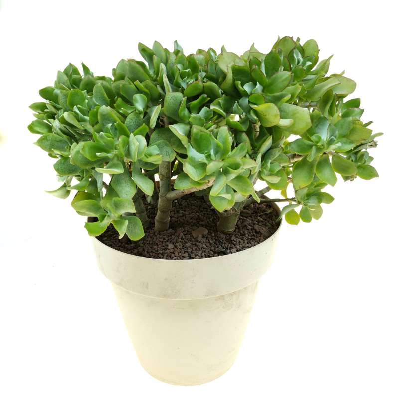 Crassula 'Blue waves' 25 cm. | Crassulaceae - Giromagi vendita piante ...