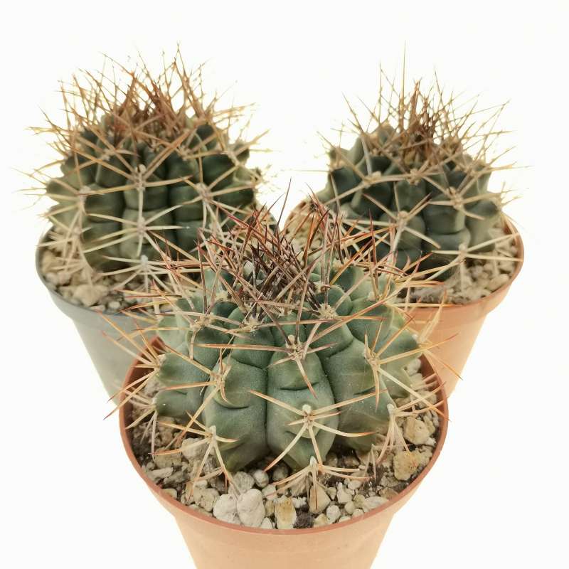 Gymnocalycium schickendantzii var. pungens 10 cm. | Cactaceae ...