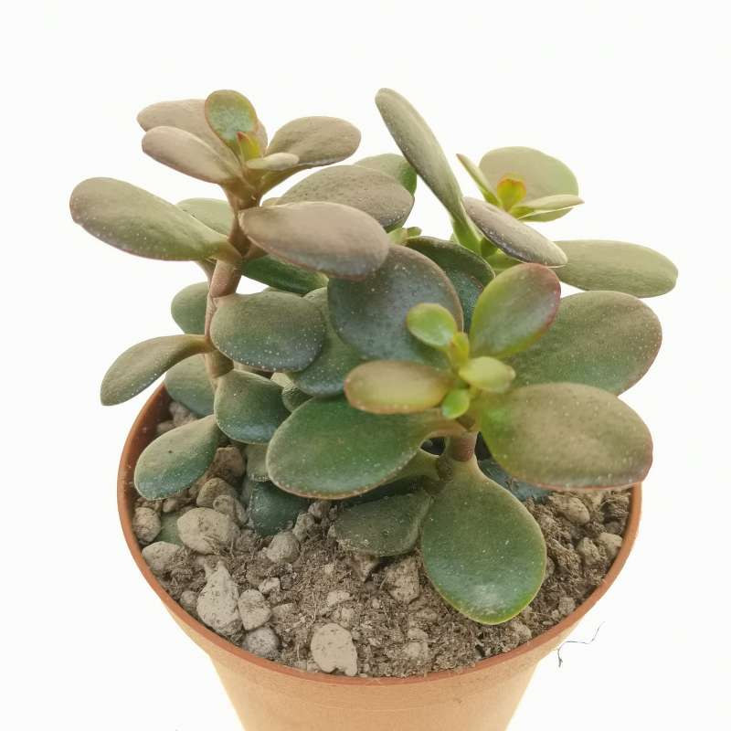 Crassula ovata 'Minima' 10 cm. | Crassulaceae - Giromagi vendita piante ...