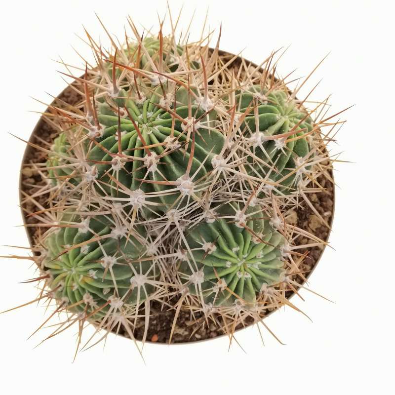 Lobivia ferox 20 cm. | Cactaceae - Giromagi vendita piante grasse