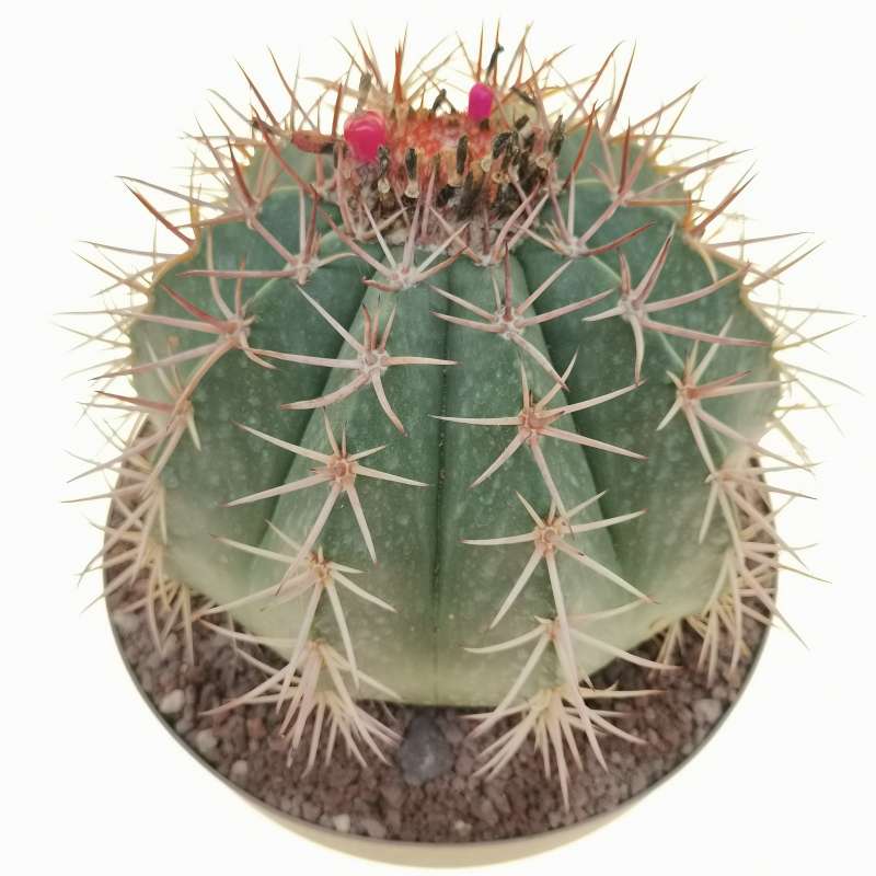 Melocactus salvadorensis 20 cm. | Cactaceae - Giromagi vendita piante ...