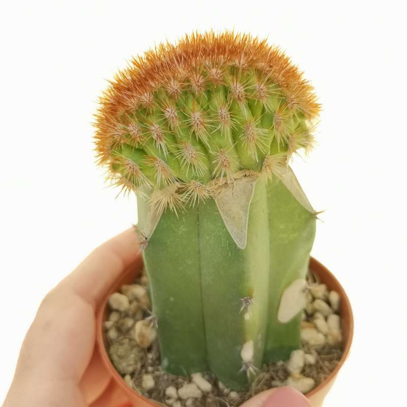 Weberbauerocereus horridispinus f. crestata 7,5 cm. | Cactaceae ...