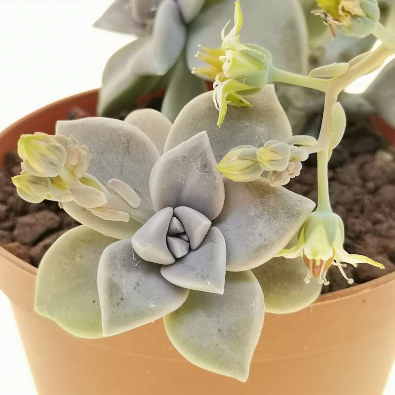 Graptopetalum Paraguayense 10 Cm. | Crassulaceae - Giromagi Vendita ...