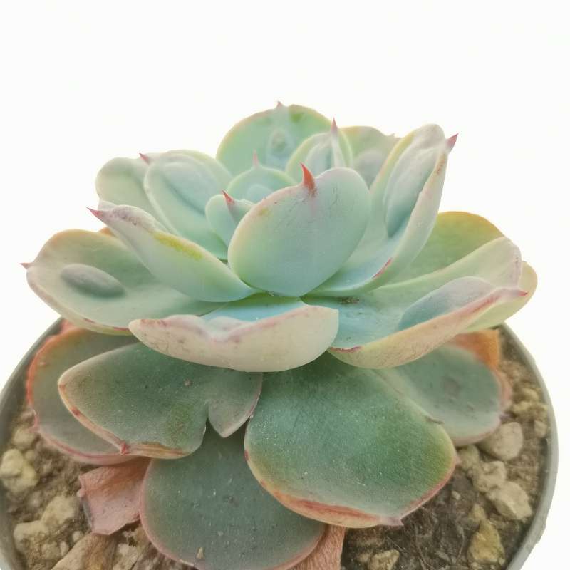 Echeveria 'Raindrops Bachata' 10 cm. | Crassulaceae - Giromagi vendita ...