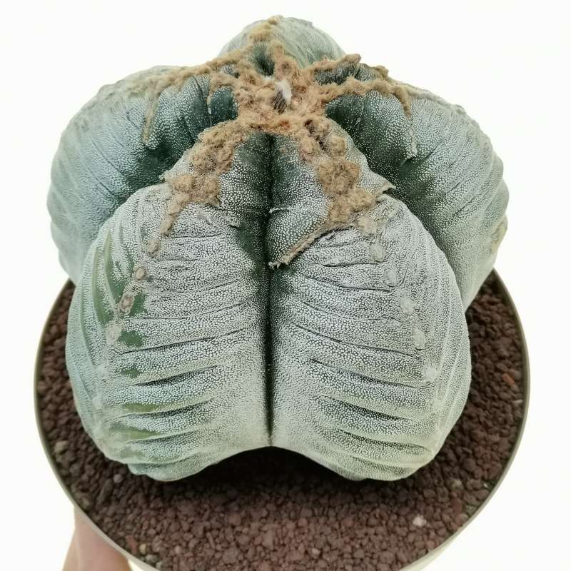 Astrophytum myriostigma cv. Kikko double ribs (Old plant)
