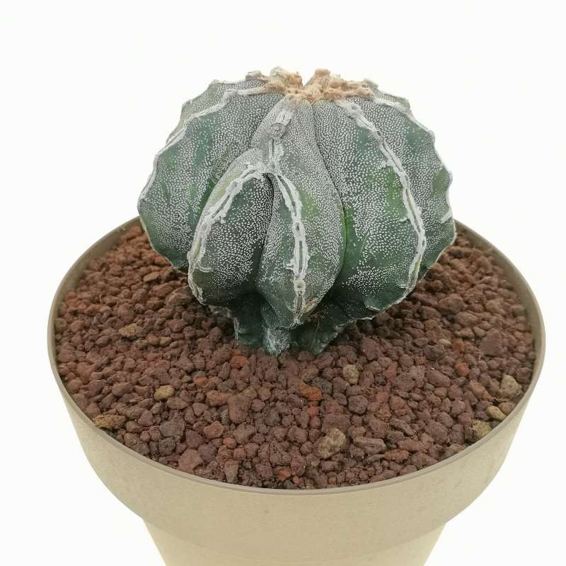 Astrophytum myriostigma cv. Fukuryu Haku-jo multicostatum irregular ...