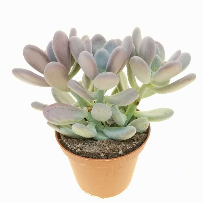 Pachyphytum caesium 10 cm. | Crassulaceae - Giromagi vendita piante grasse