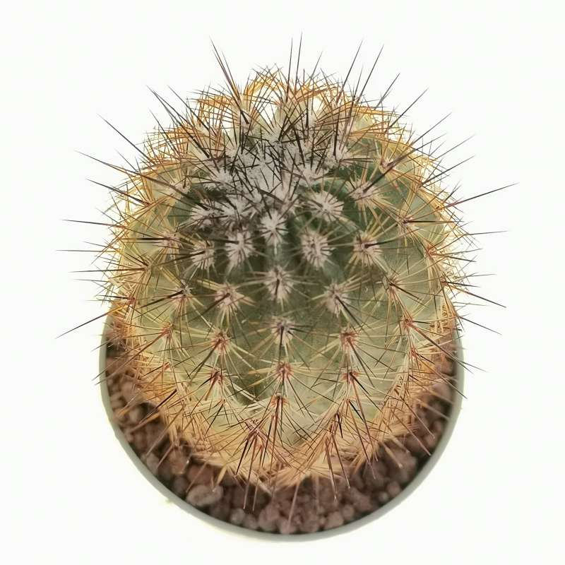 Echinocereus adustus subs. schwarzii 6,5 cm. | Cactaceae - Giromagi ...