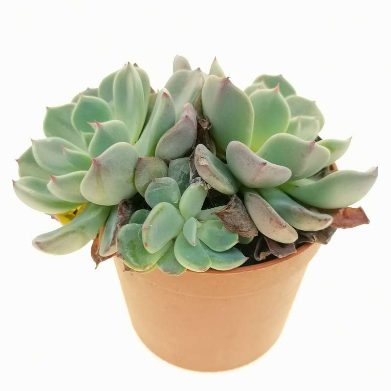 Echeveria 'Shichifuku Bini' 6,5 cm. | Crassualceae - Giromagi vendita ...