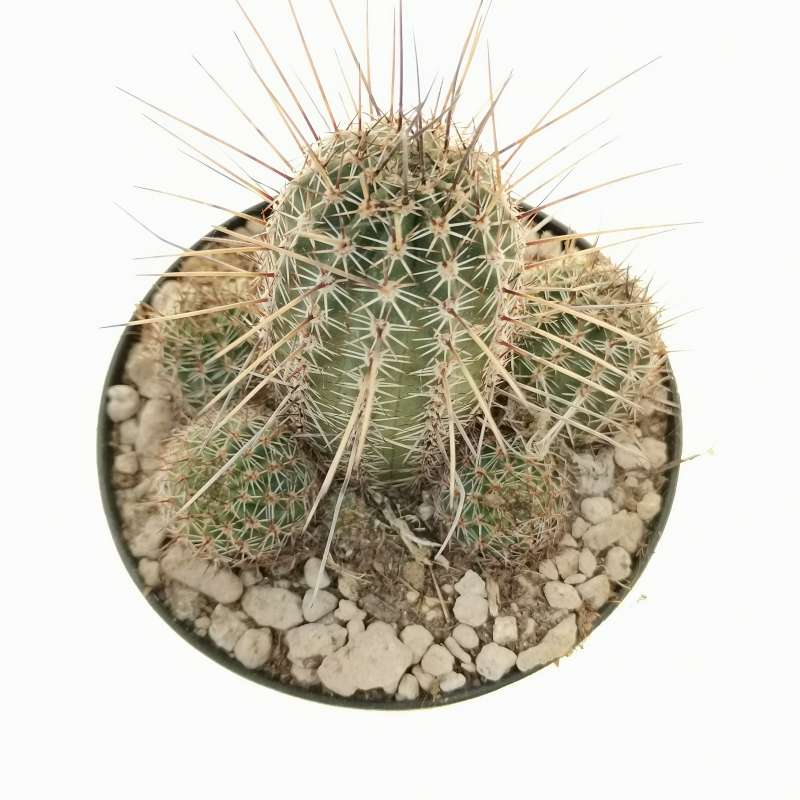 Lobivia aurea var. fallax 10 cm. | Cactaceae - Giromagi vendita piante ...