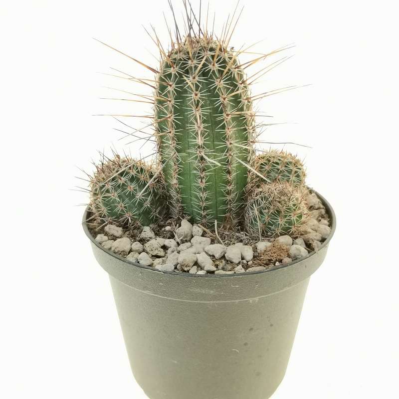 Lobivia aurea var. fallax 10 cm. | Cactaceae - Giromagi vendita piante ...