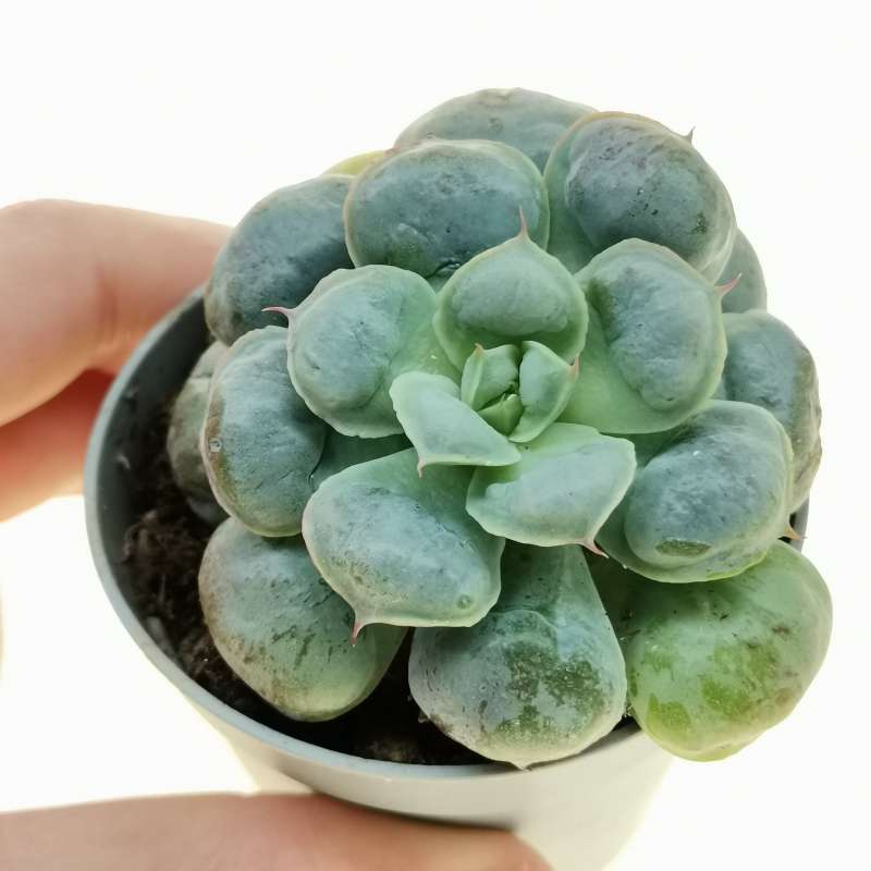 Echeveria 'Raindrops Bachata' 6,5 cm. | Crassulaceae - Giromagi vendita ...