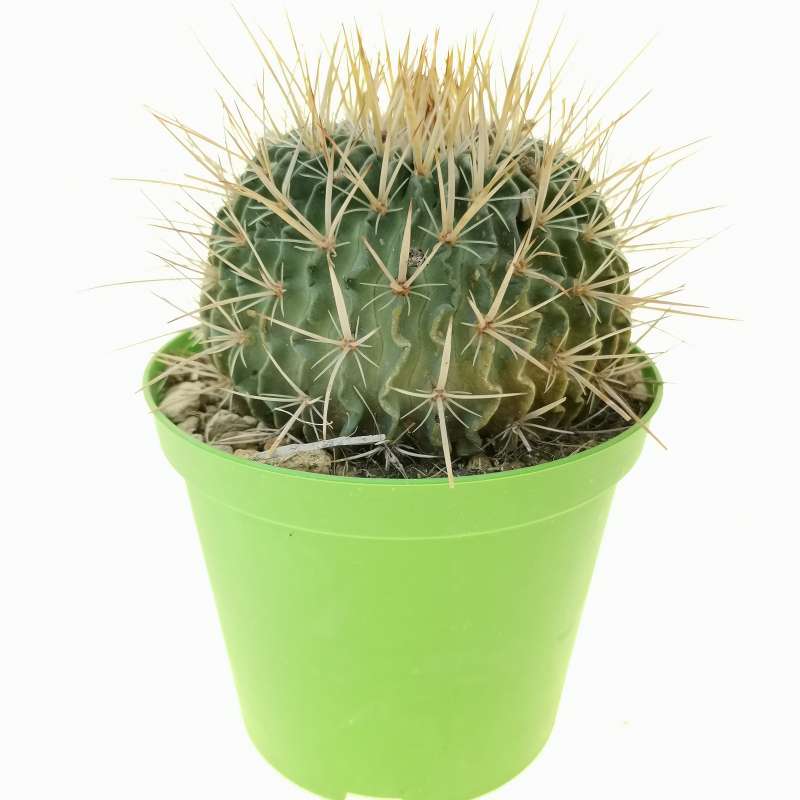 Echinofossulocactus kellerianus 14 cm. | Cactaceae - Giromagi vendita ...