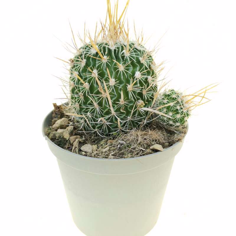 Echinofossulocactus longispinus 12 cm. | Cactaceae - Giromagi vendita ...