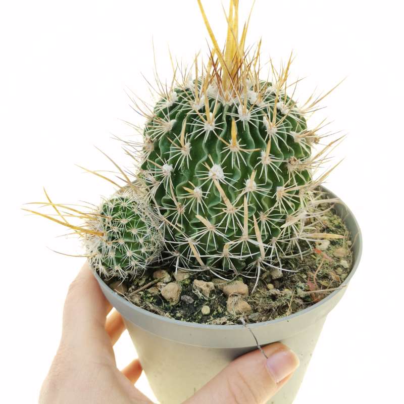 Echinofossulocactus longispinus 12 cm. | Cactaceae - Giromagi vendita ...