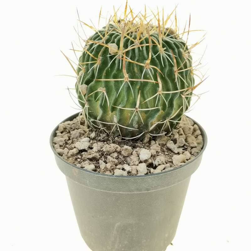 Echinofossulocactus kellerianus 10 cm. | Cactaceae - Giromagi vendita ...