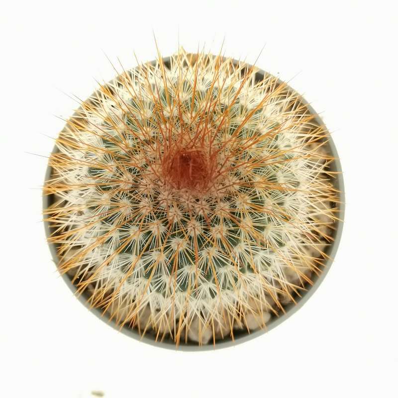 Mammillaria spinosissima f. rubrispina 6,5 cm. | Cactaceae