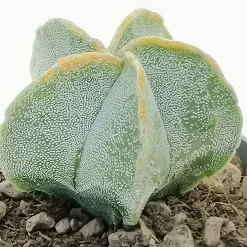 Astrophytum Myriostigma Cv. Fukuryu (type B) F. Variegata 6,5 Cm ...