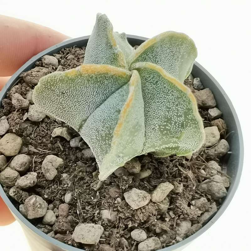 Astrophytum Myriostigma Cv. Fukuryu (type B) F. Variegata 6,5 Cm ...