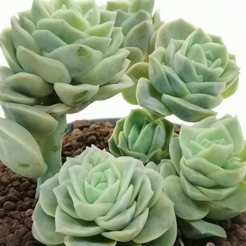 Echeveria 'Lovely Rose' 14 cm. | Crassulaceae - Giromagi vendita piante ...