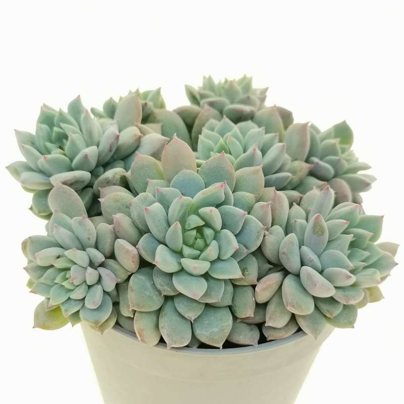 Echeveria 'Chrissy'n'Ryan' 6,5 cm. | Crassulaceae - Giromagi 