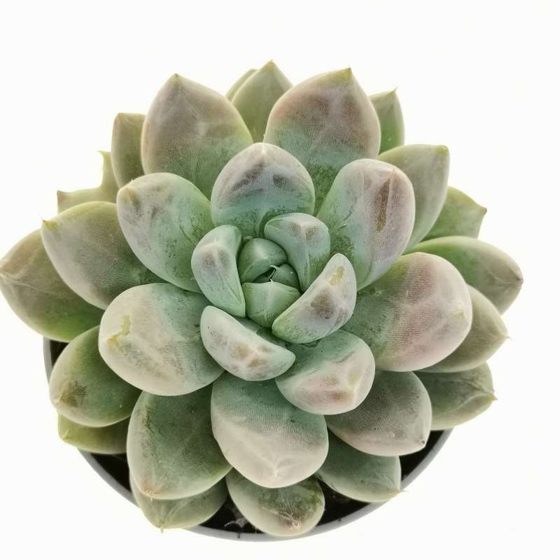 Echeveria tolimanensis 'Night cloud' 6,5 cm. | Crassulaceae - Giromagi ...