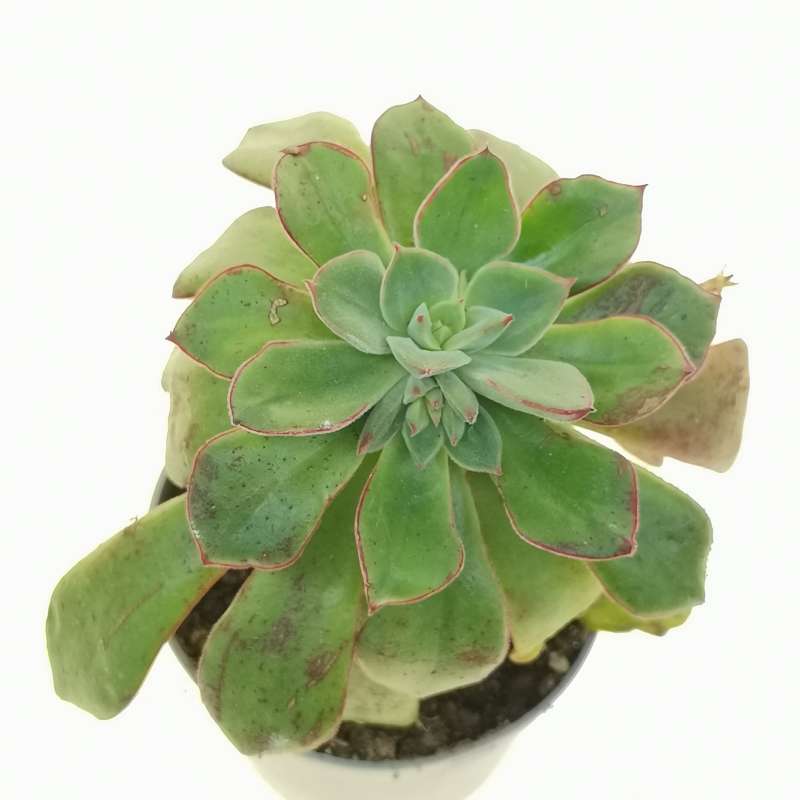 Echeveria 'Joan Daniel' 6,5 cm. | Crassulaceae - Giromagi vendita ...