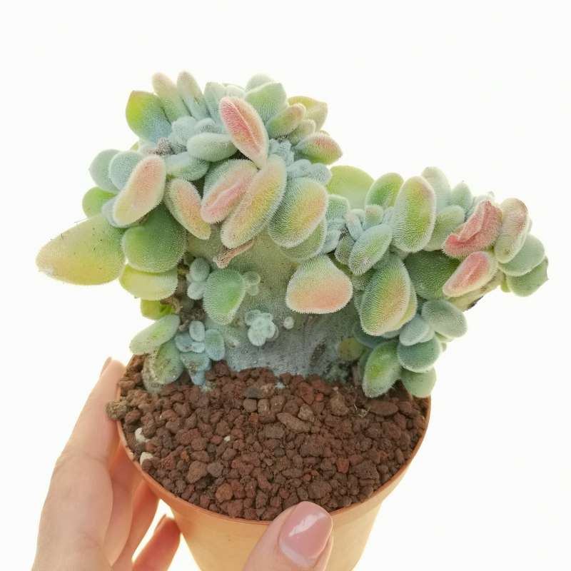 Echeveria pulvinata 'Frosty' f. crestata 10 cm. | Crassulaceae ...