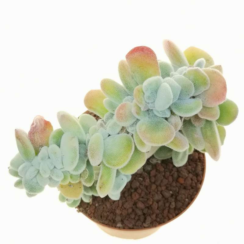 Echeveria pulvinata 'Frosty' f. crestata 10 cm. | Crassulaceae ...