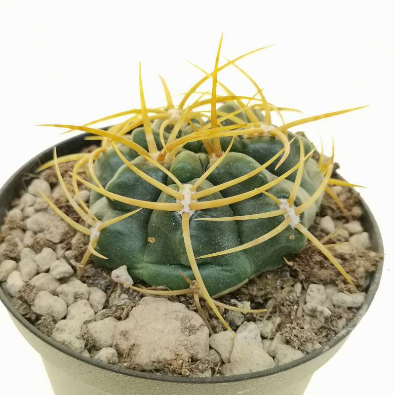 Gymnocalycium multiflorum 10 cm. | Cactaceae - Giromagi vendita piante ...