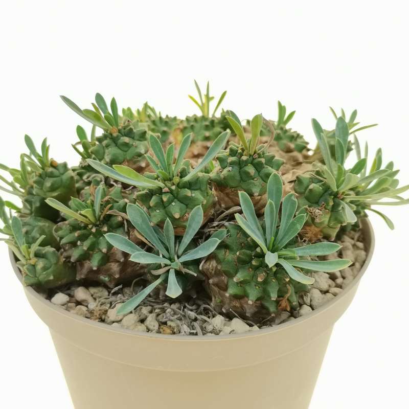 Euphorbia cv. Cocklebur f. crestata variegata - Giromagi