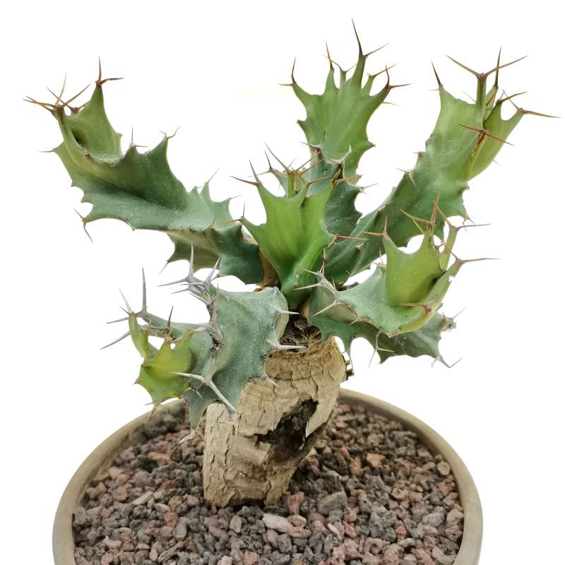 Euphorbia tortirama - Giromagi